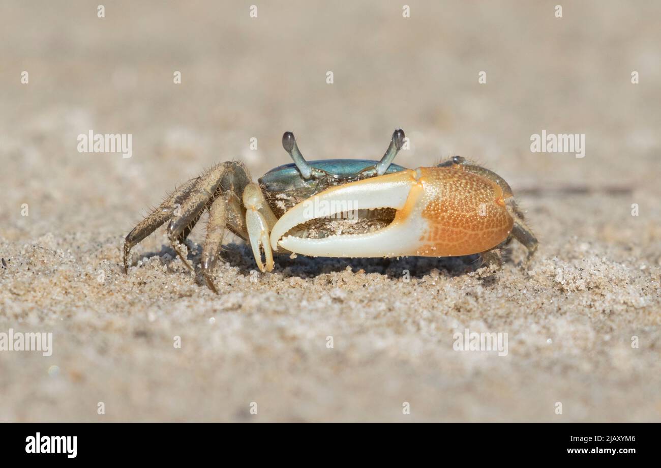 Male brackish water fiddler crab (Uca minax) in Galveston, Texas Stock Photo