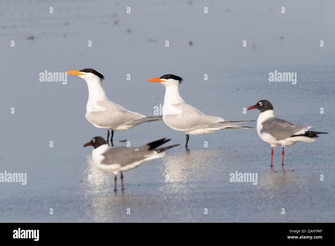 Royal terns and gulls on the beach in Galveston, texas Stock Photo