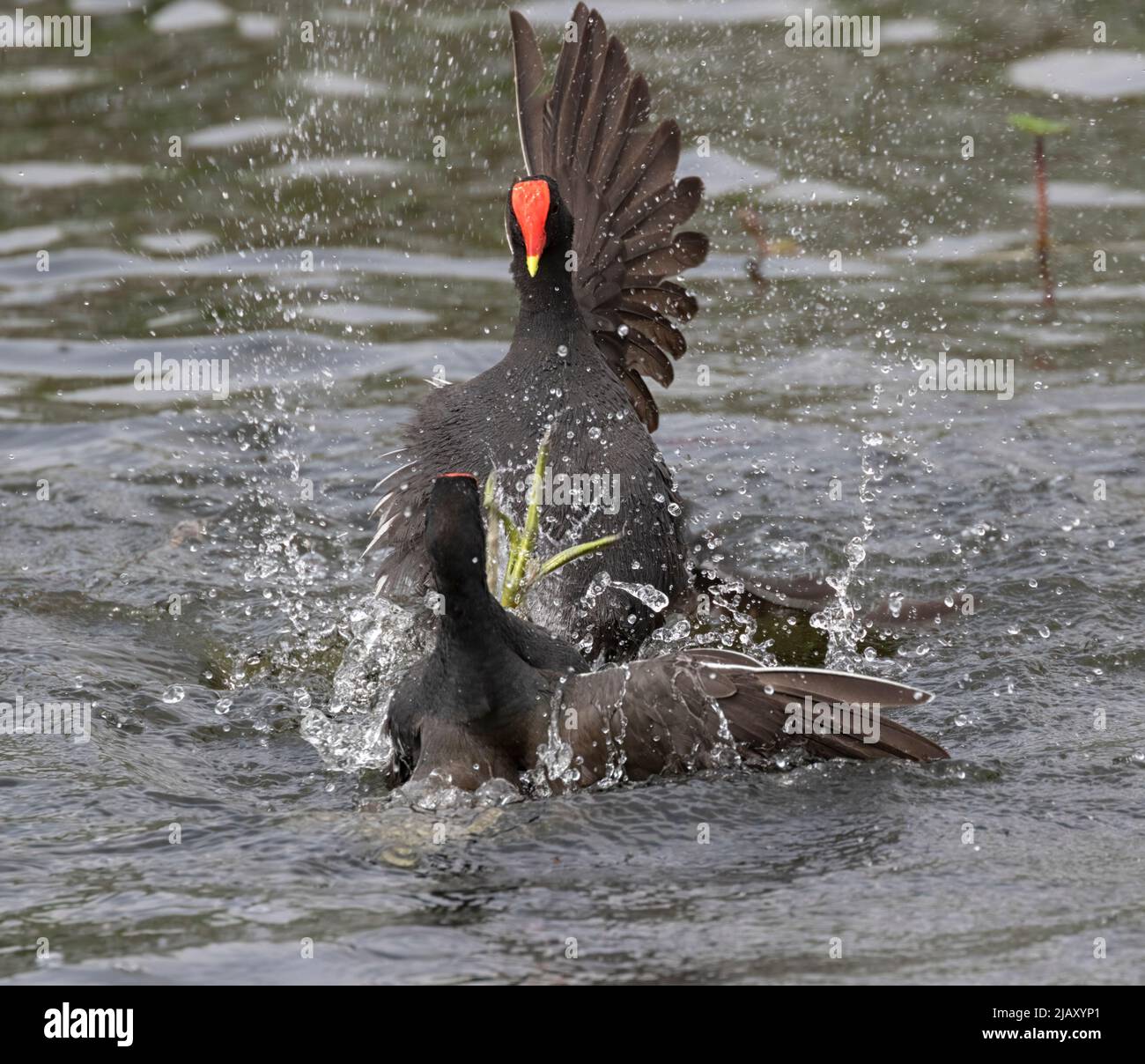 The battle of two moorhens at Brazos Band State Park Stock Photo