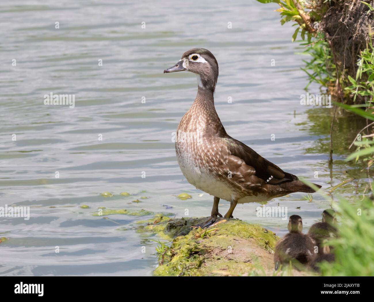 Female of wood duck  with ducklings Stock Photo