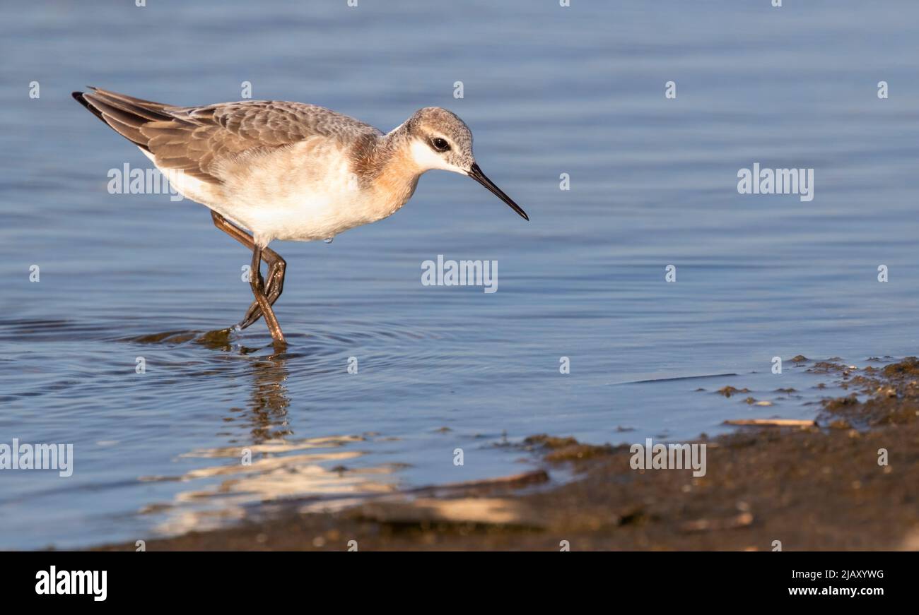 The  Wilson's Phalarope (Phalaropus tricolor) on the Galveston's beach during spring migration, Texas Stock Photo