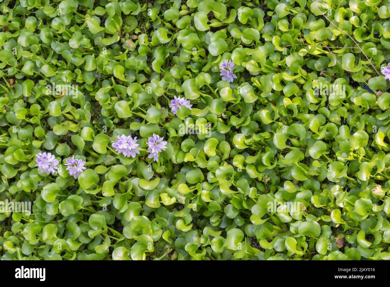 The  field of blooming Eichhornia crassipes, water hyacinths Stock Photo