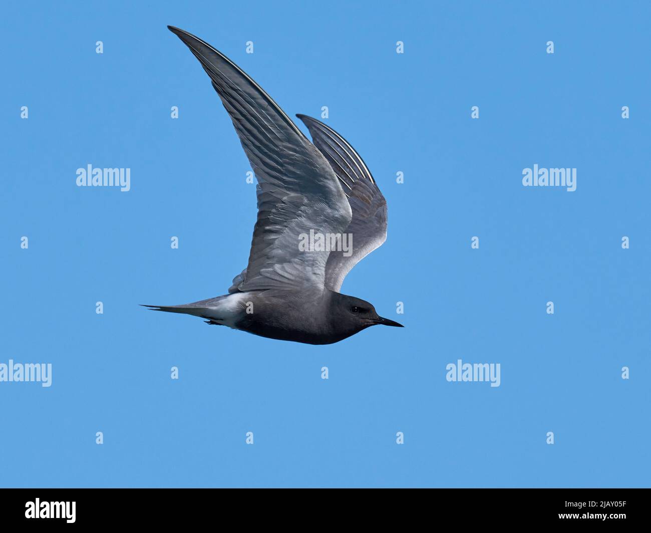 Black tern (Chlidonias niger) in its natural environment Stock Photo