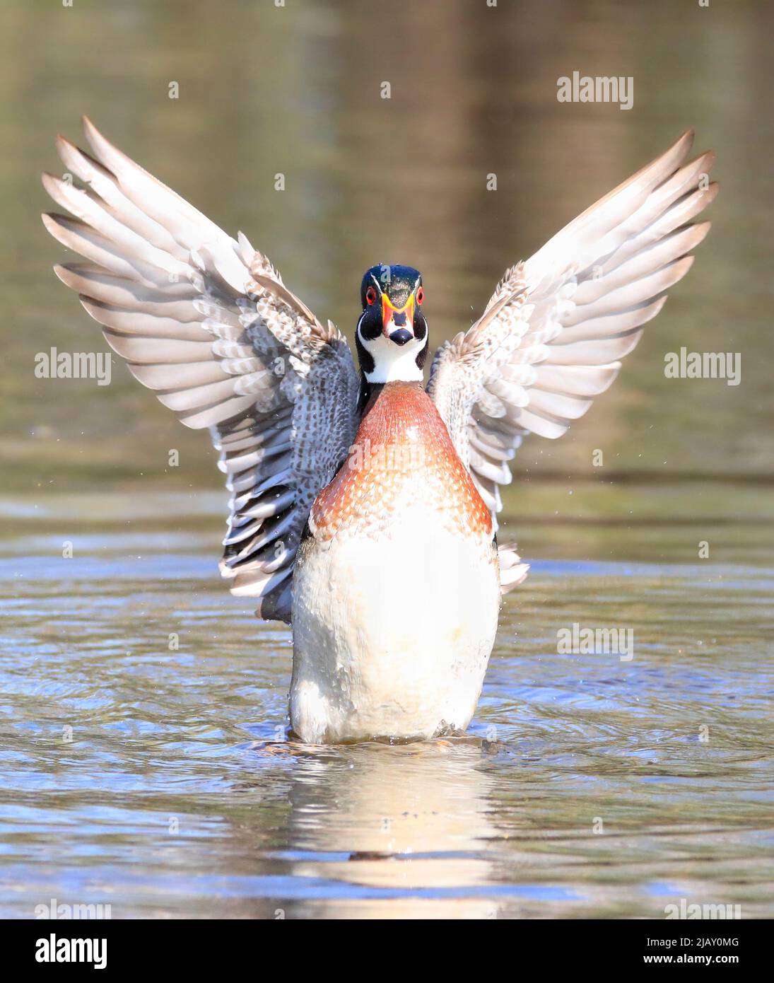 Colorful Wood Duck landing on the lake, Quebec, Canada Stock Photo
