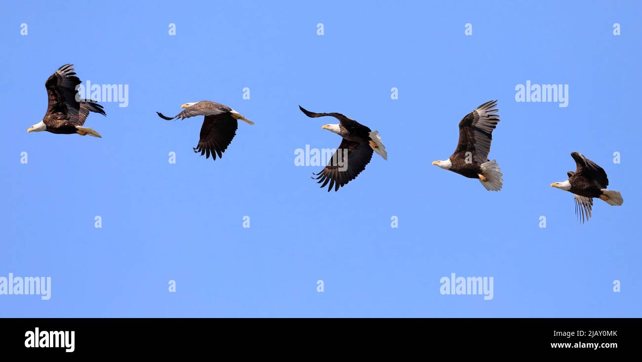 Bald eagle flying photomontage with blue sky background, Canada Stock Photo