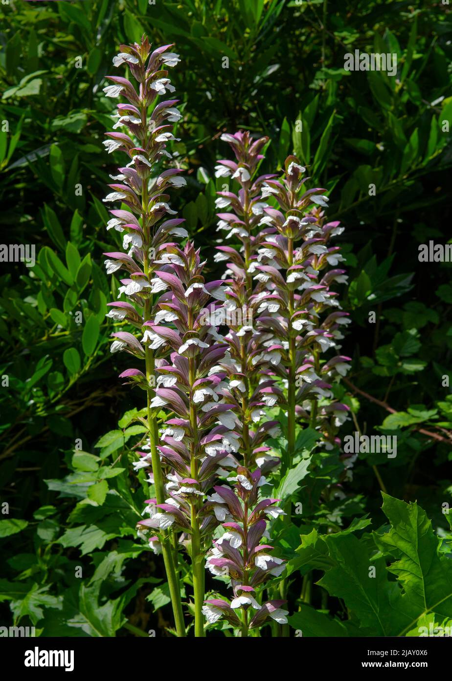 Acanthus mollis, commonly known as bear's breeches, sea dock, bear's foot, sea holly, gator plant or oyster plant, Stock Photo
