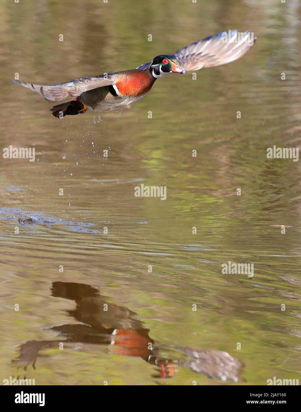 Colorful Wood Duck flying over the lake, Quebec, Canad Stock Photo