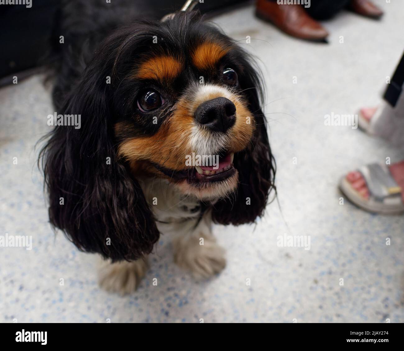 Cavalier King Charles Spaniel dog looks up with beautiful big eyes. Stock Photo