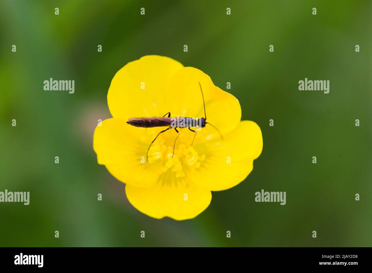 Close-up of a Reed Stem Borer ( Calameuta filiformis) in the centre of a yellow buttercup Stock Photo