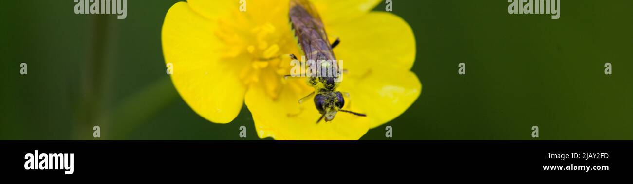 Pollen-covered Sawfly (Tenthredo arcuata) on a buttercup flower Stock Photo
