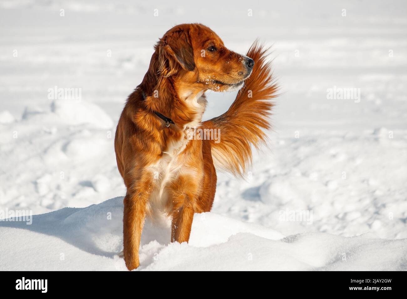 Irish Setter is playing in the snow. Portrait. Close-up Stock Photo