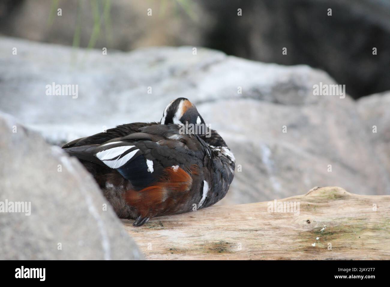 sleeping harlequin duck with tucked head Stock Photo Alamy