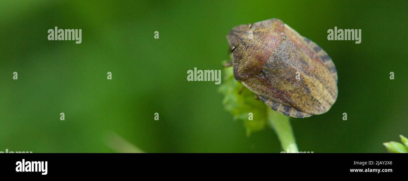Close-up of a Large Shield Bug / Tortoise Bug, Eurygaster testudinaria Stock Photo