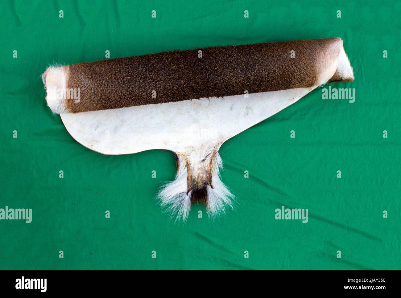A rolled up deer tanned deer hide displays both the front hair side and the rough back side of the leather. The brown and white hide contrasts nicely Stock Photo