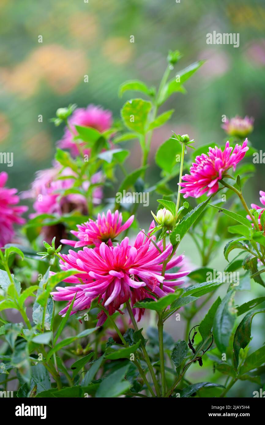 Pink garden dahlia flower hi-res stock photography and images - Alamy