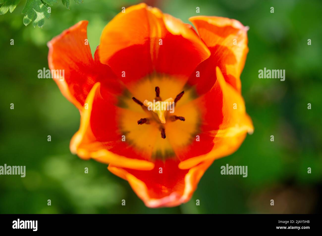 Beautiful top view of a orange and yellow tulip bloom in the garden Stock Photo