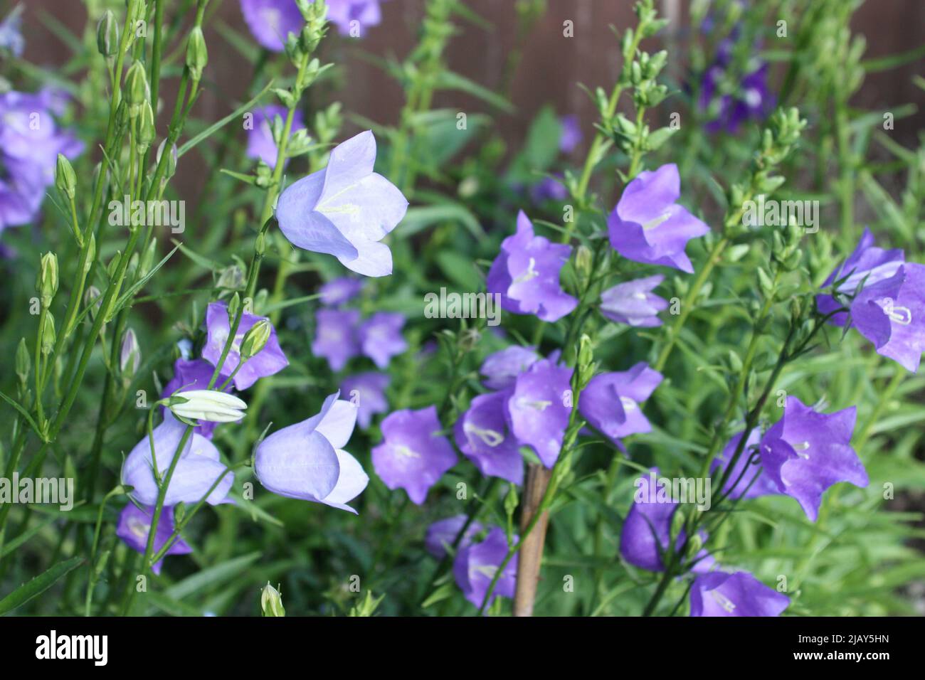 Campanula Persicifolia, blue purple bellflower Stock Photo