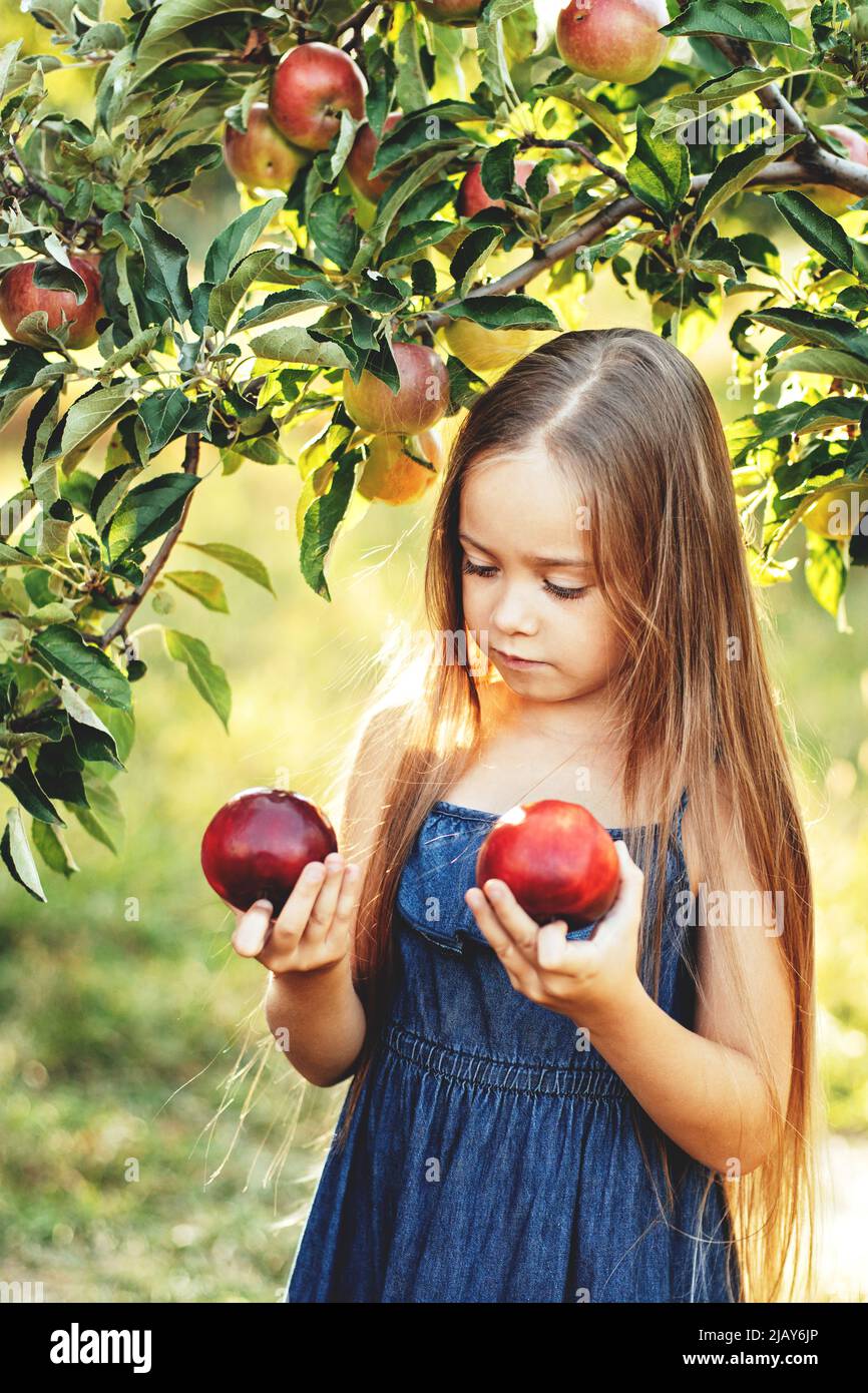 Child picking apples on farm in autumn. Little girl playing in apple tree orchard. Healthy nutrition. Cute little girl eating red delicious apple. Har Stock Photo