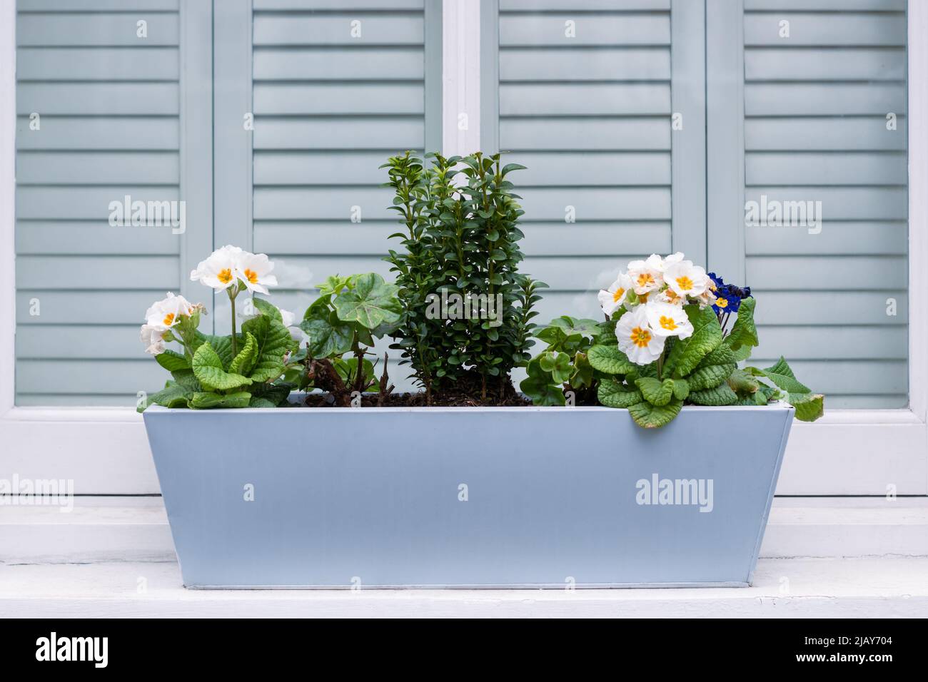 Flower box on a windowsill. Flowerpot with flowers. Selective focus  Stock Photo