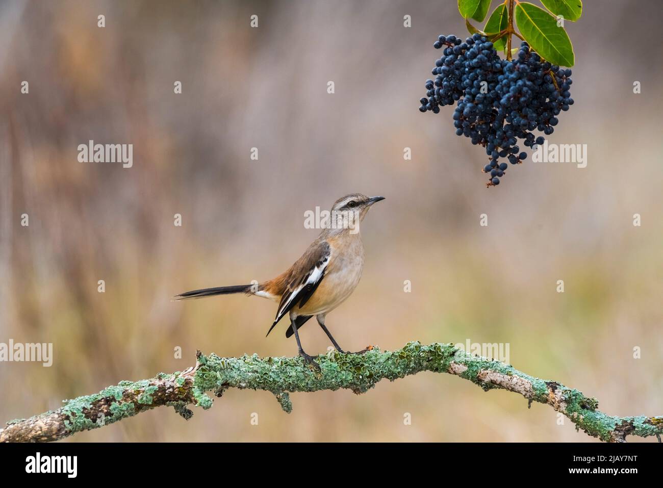 White banded Mockingbird, Mimus triurus, in Pampas grass environment