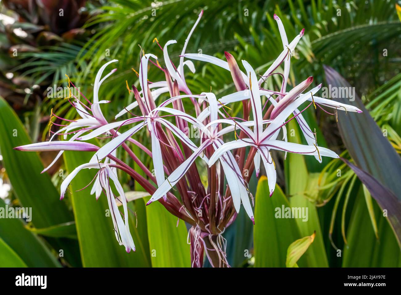 White Burgundy Giant Spider Lily Crinum Amabile Flowers Green Leaves Queen Emma Lily Honlulu Hawaii Very fragarent Native to Indonesia now all over th Stock Photo