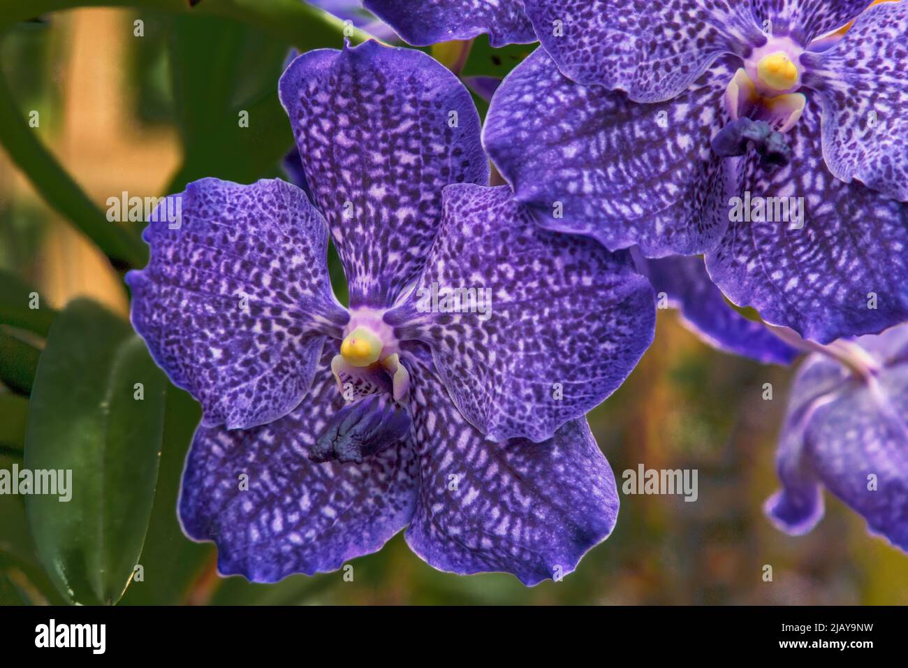 Atlanta Botanical Garden Stock Photo