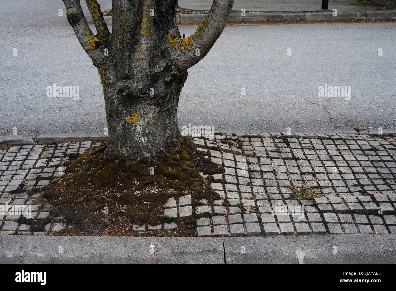 urban trees growing on asphalt, room for text Stock Photo