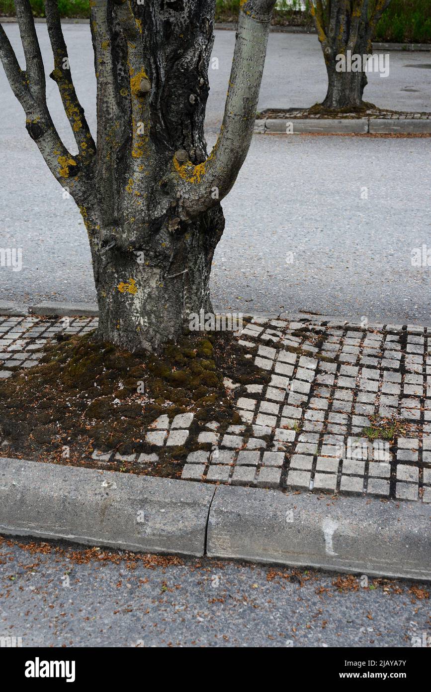 urban trees growing on asphalt, room for text Stock Photo