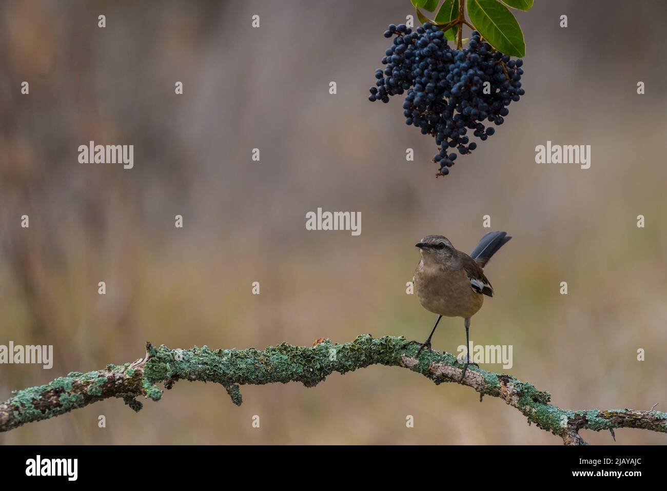 White banded Mockingbird, Mimus triurus, in Pampas grass environment