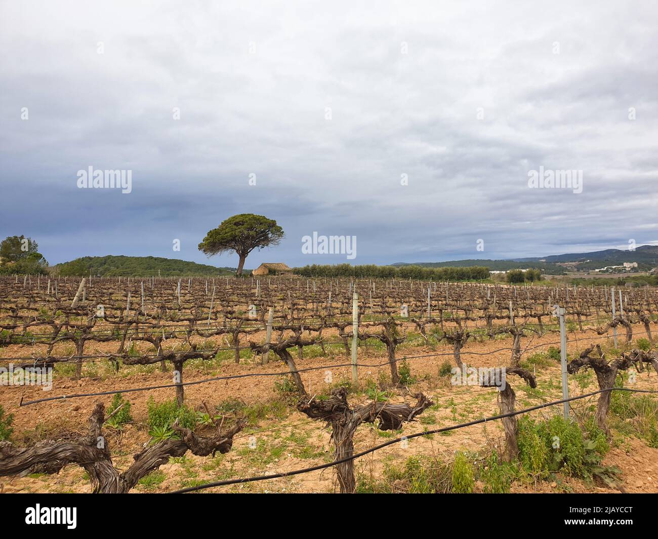 Vineyard during winter season in Spain, wine grapevine farm with no
