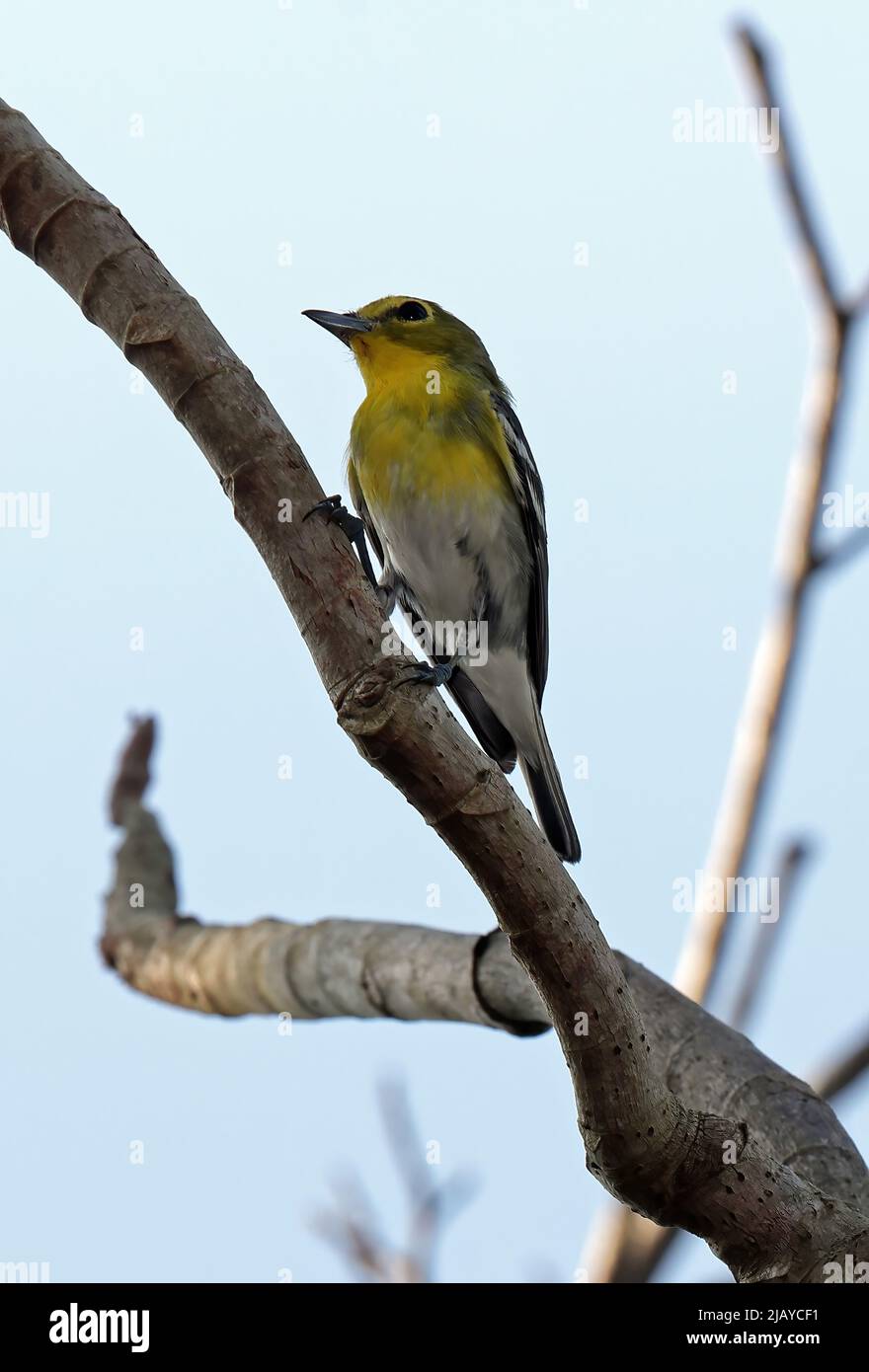 Yellow-throated Vireo (Vireo flavifrons) adult perched on branch Osa Peninsula, Costa Rica                   March Stock Photo
