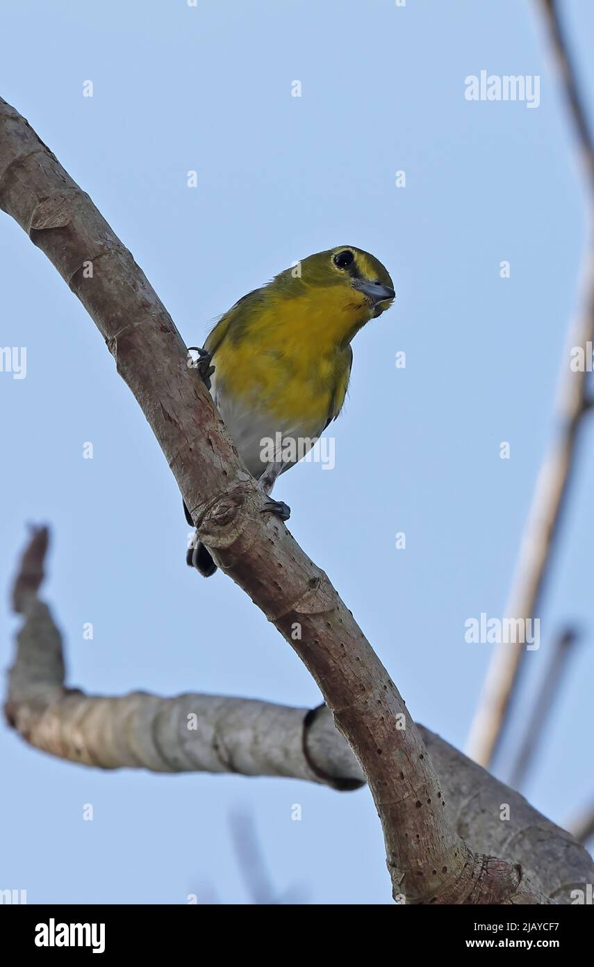 Yellow-throated Vireo (Vireo flavifrons) adult perched on branch Osa Peninsula, Costa Rica                   March Stock Photo