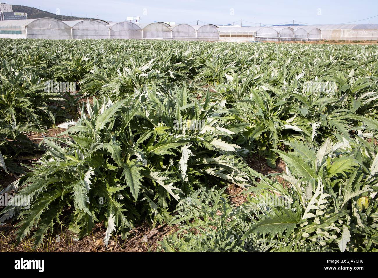 Artichoke plantation in Spain, field of artichokes, flower vegetable Stock Photo Alamy