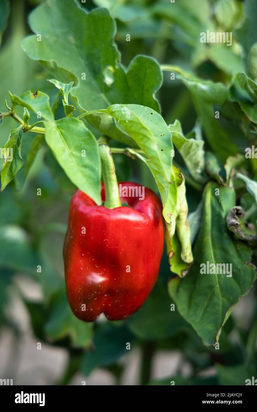Red pepper growing in the garden Stock Photo Alamy