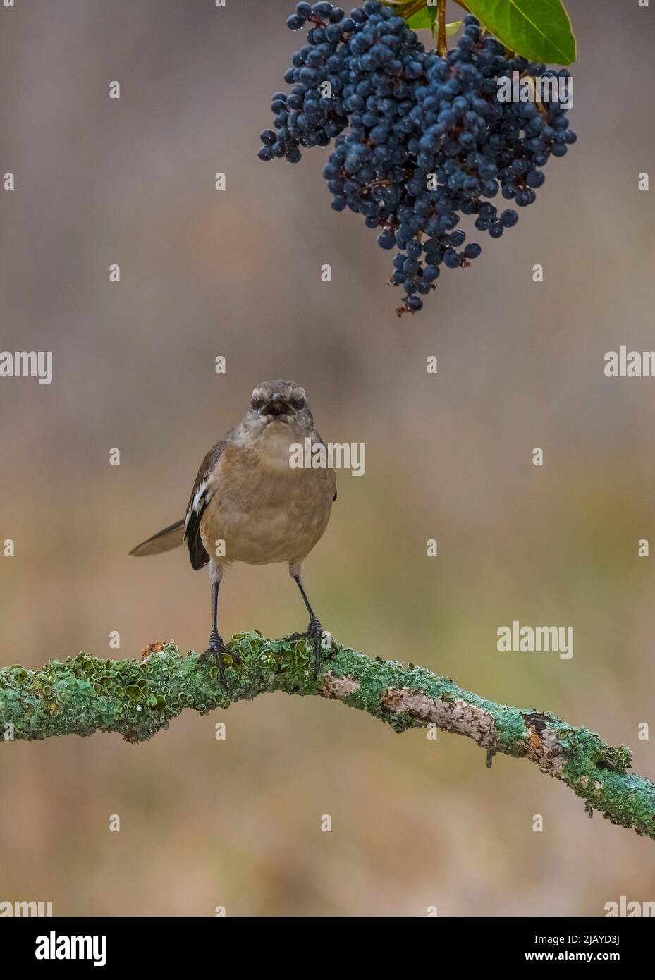 White banded Mockingbird, Mimus triurus, in Pampas grass environment