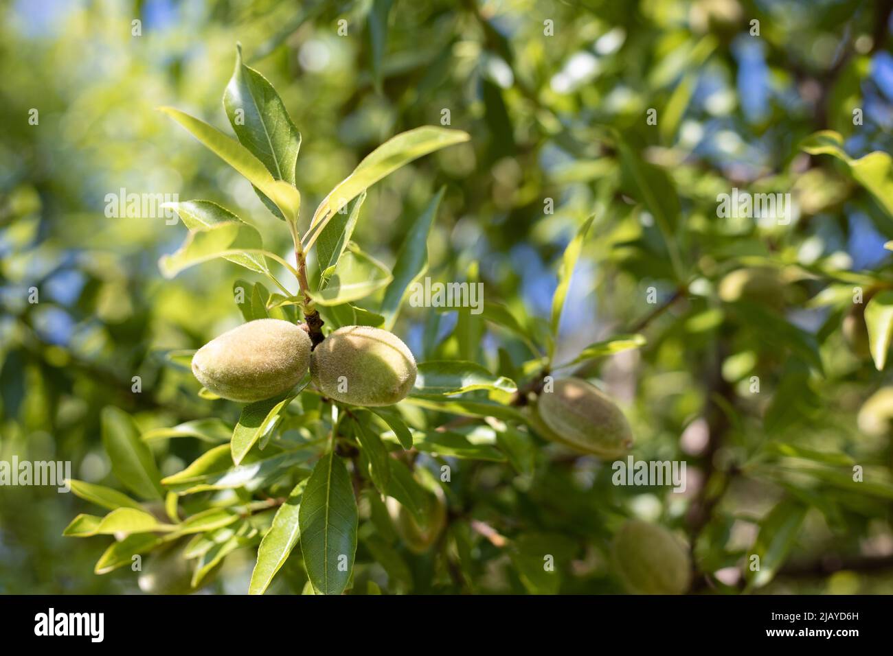 Young fresh green almonds growing on a branch of the tree Stock Photo