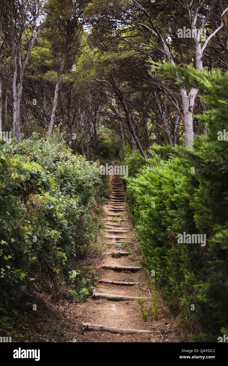 Path to the hill in the forest of pine trees, hiking wood stairs trail, Costa Brava, Spain Stock Photo