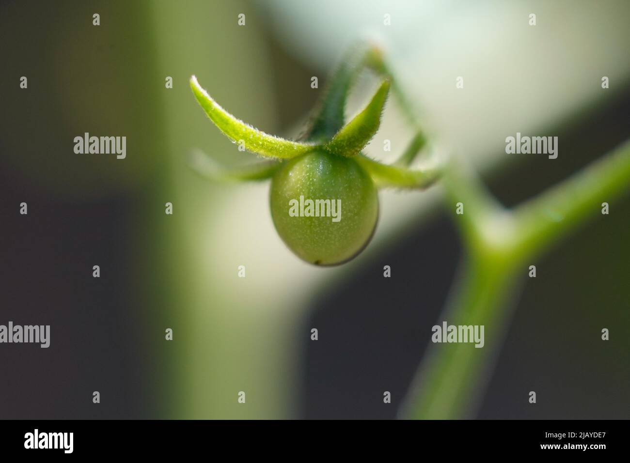 Mold In Water Stock Photo - Alamy