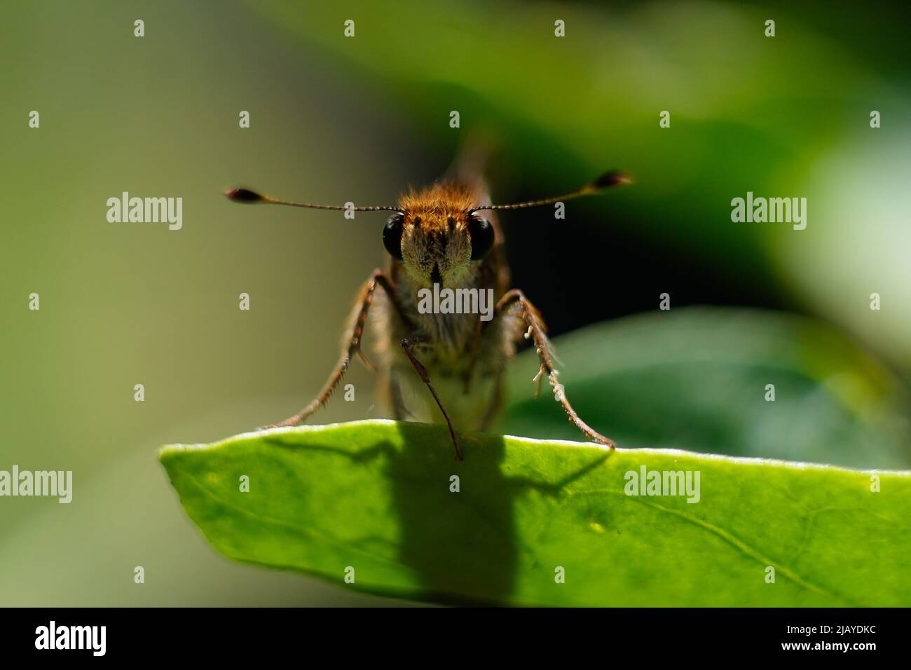 Macro Moth On Leaf Stock Photo