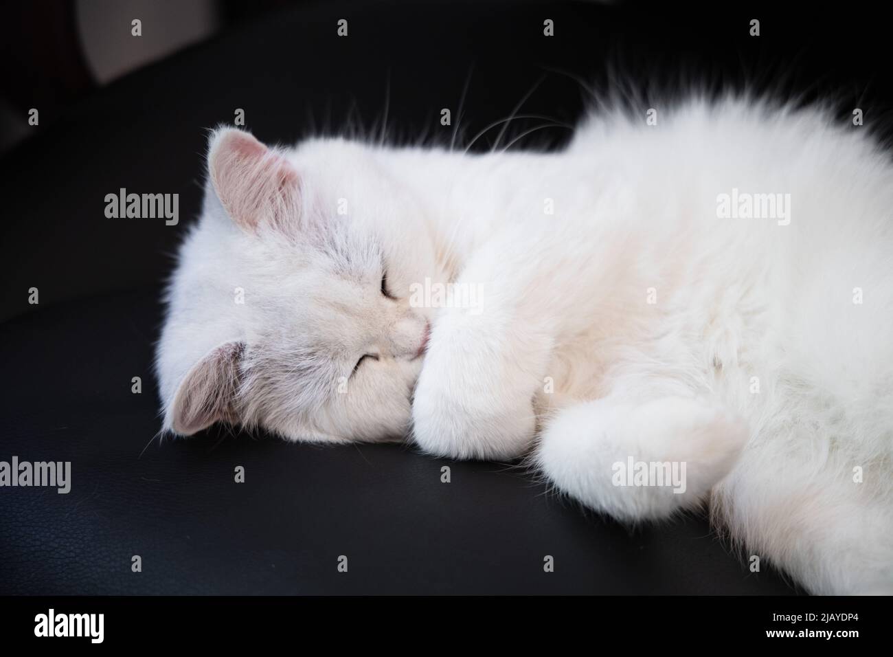 White cute hairy fluffy cat lying on the carpet, playful adorable pet ...