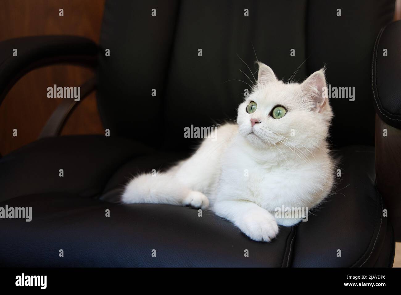 White cute hairy fluffy cat with green eyes lying on the black office ...