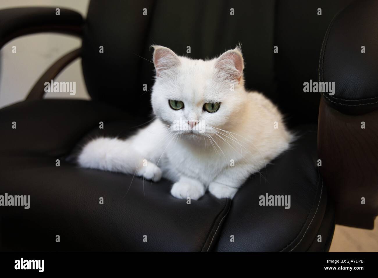 boss cat laying on the black office chair, white fluffy grumpy cat, who is the boss Stock Photo Alamy
