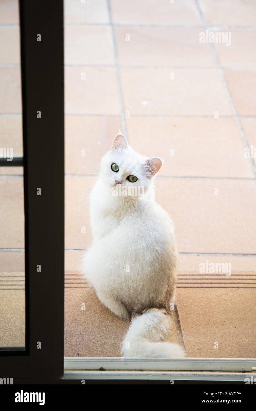 White cute hairy fluffy cat with green eyes sitting in the garden ...