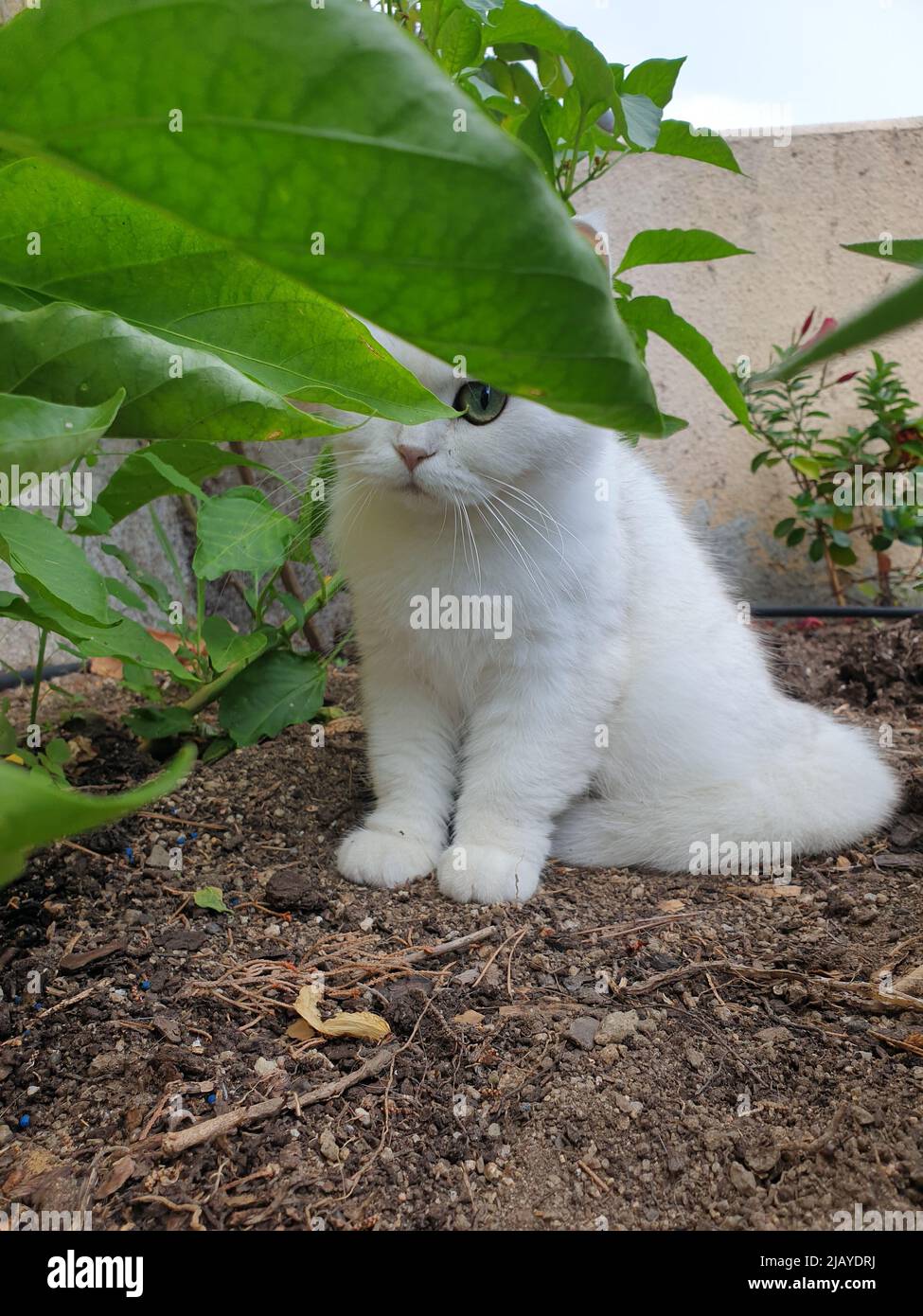 White cute hairy fluffy cat with green eyes sitting in the garden ...