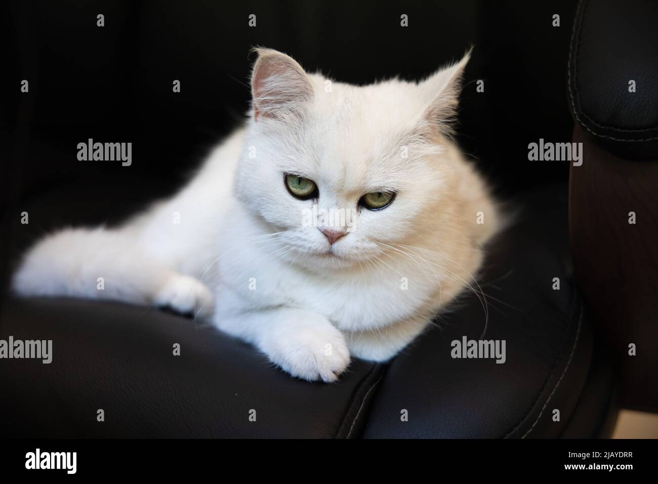 Grumpy cat gaming chair hotsell