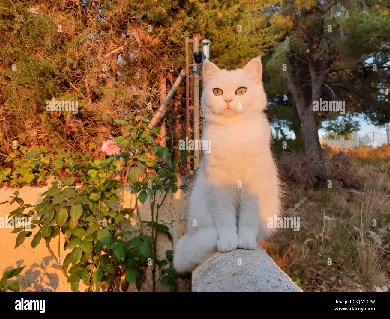 White cute hairy fluffy cat with green eyes sitting in the garden ...