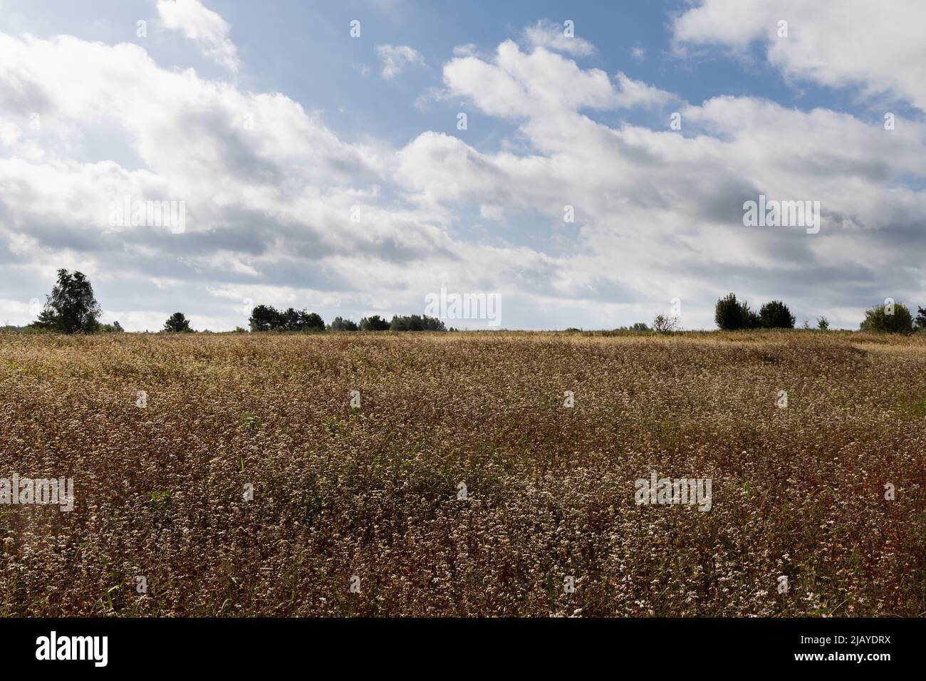 August Weather Tree August flowering tree hi-res stock photography and images - Alamy