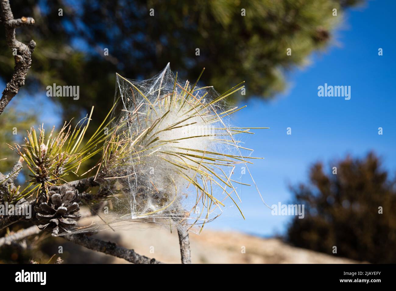 White cocoon on pine tree of larvae processionary carterpillars, Spain
