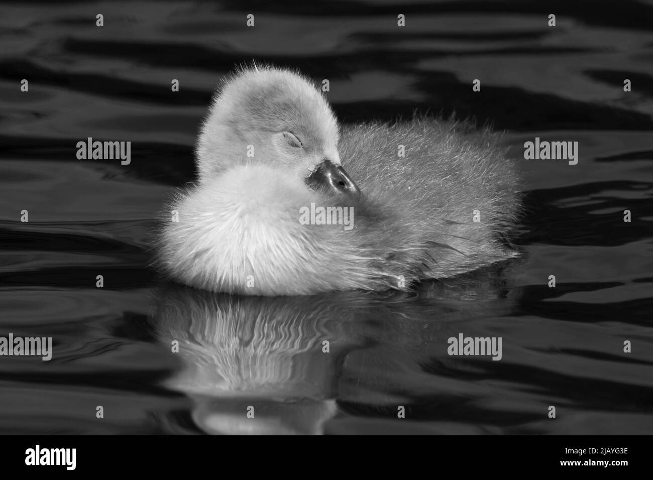 Uk 2022 Black and White Stock Photos & Images - Alamy