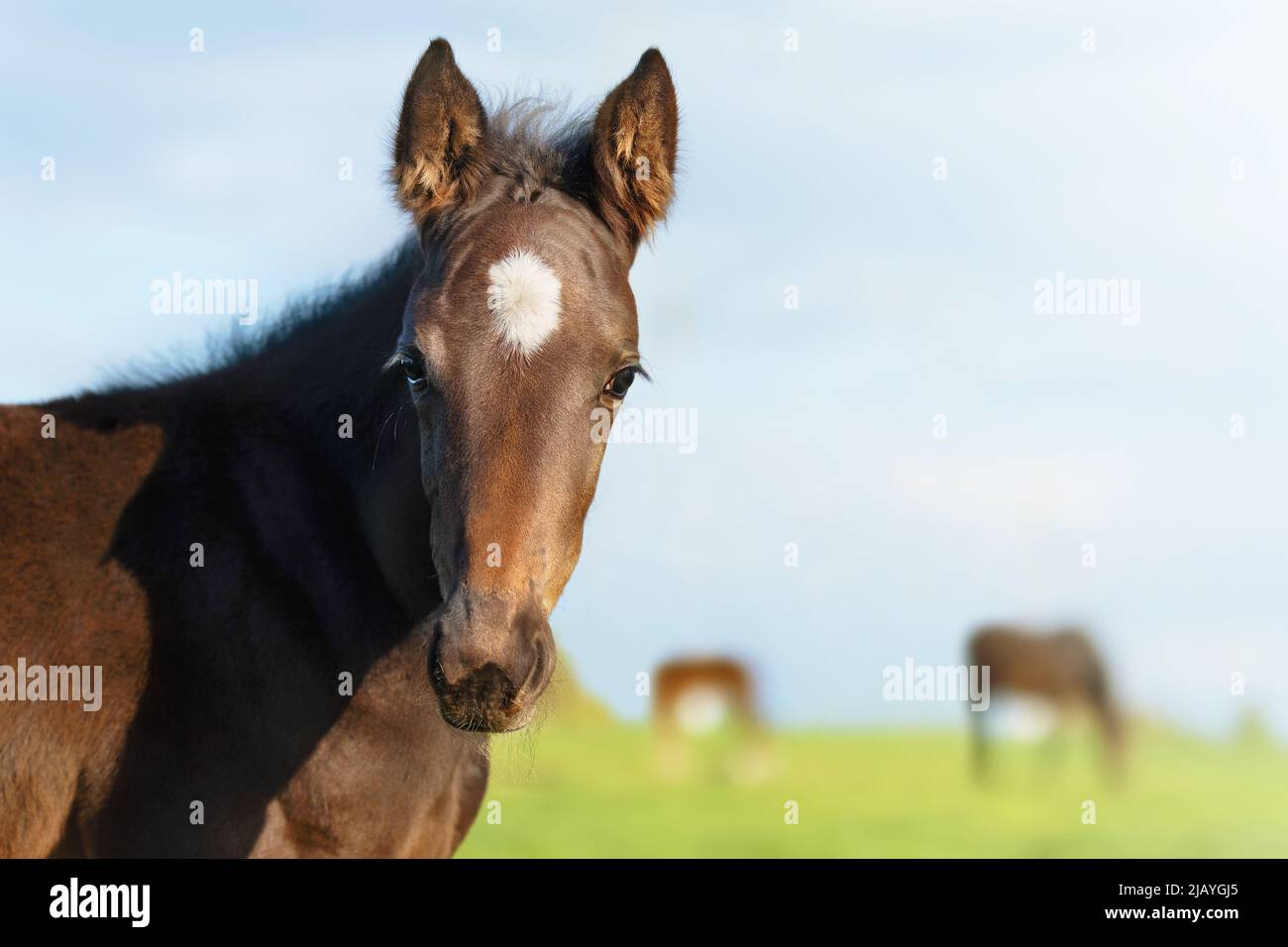 The foal head is a close-up. Portrait of a thoroughbred colt grazing in a meadow. Pasture on a sunny summer day. Summer background Stock Photo